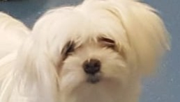 I Due Trulli - Puglia - pensionecanibari